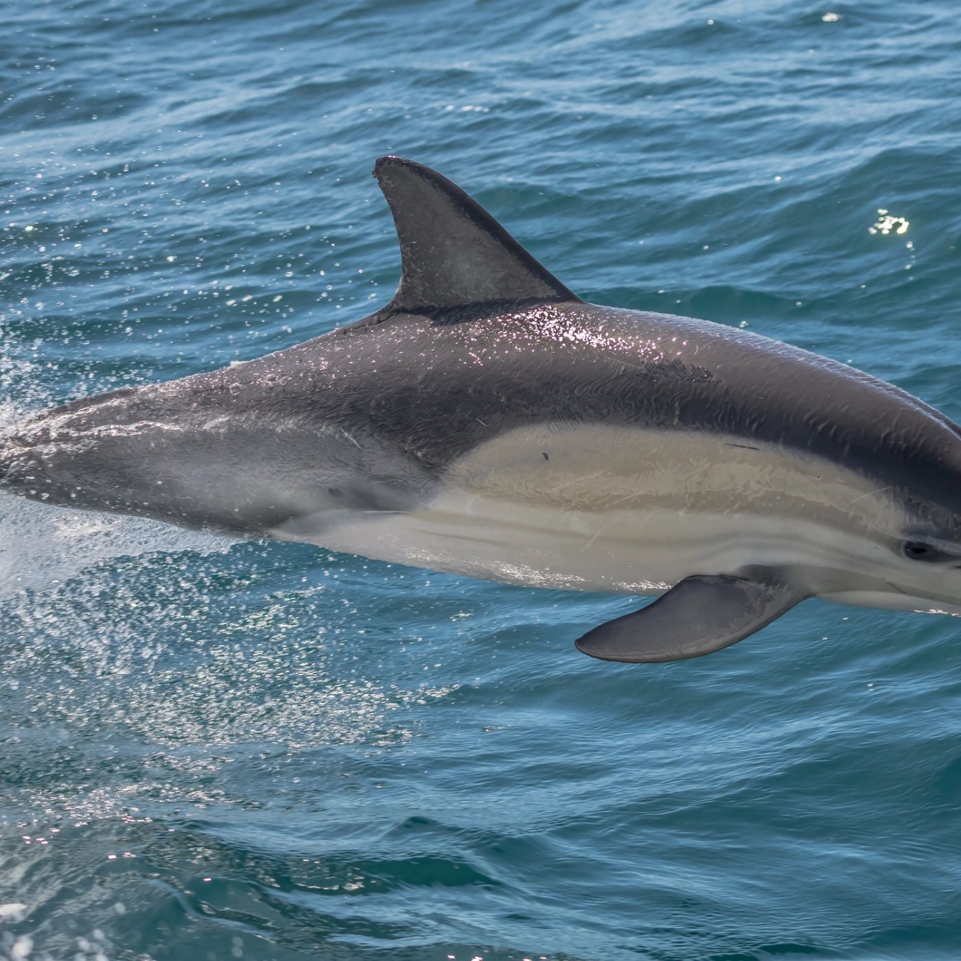 Noosa Ocean Adventures - Dolphins