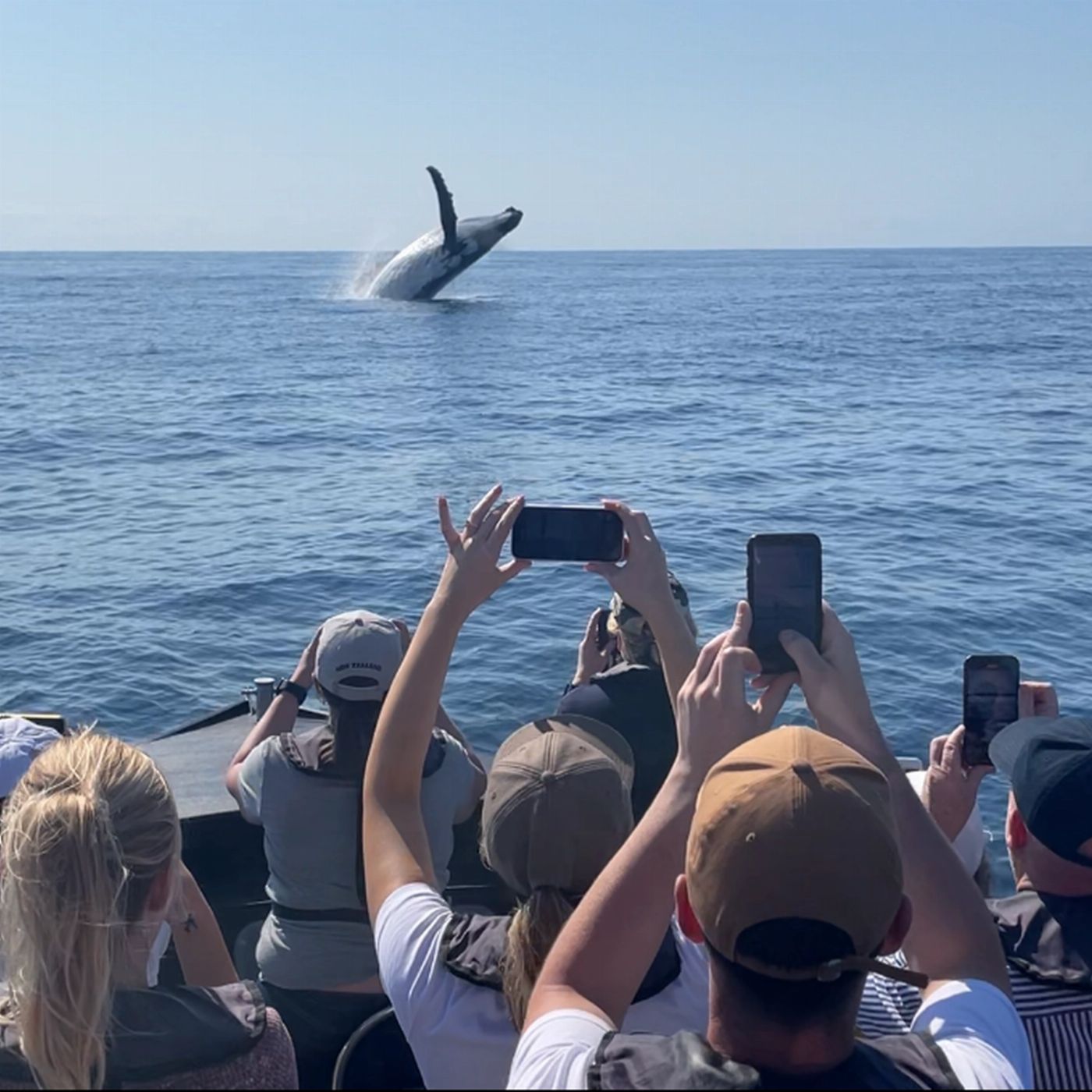 Noosa Ocean Adventures - Whale Watch