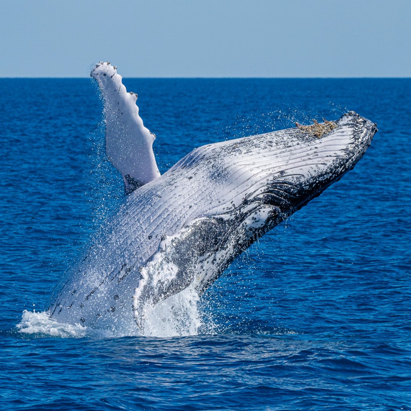 Noosa Ocean Adventures - Whale Watch