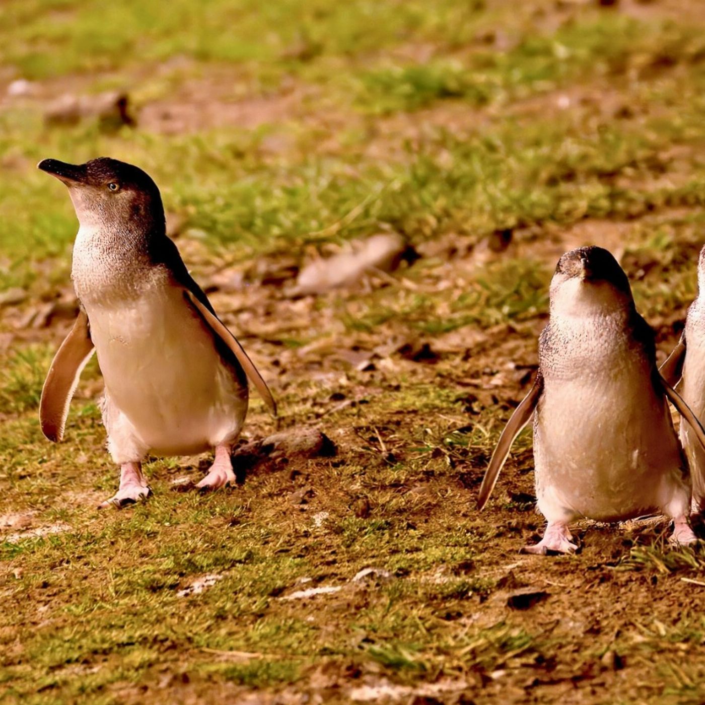 Bunyip Tours Penguin Parade Afternoon Tour