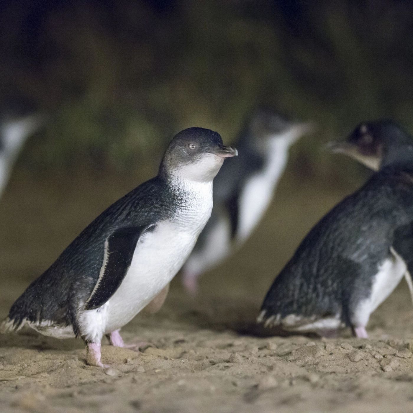 Bunyip Tours Penguin Parade Afternoon Tour