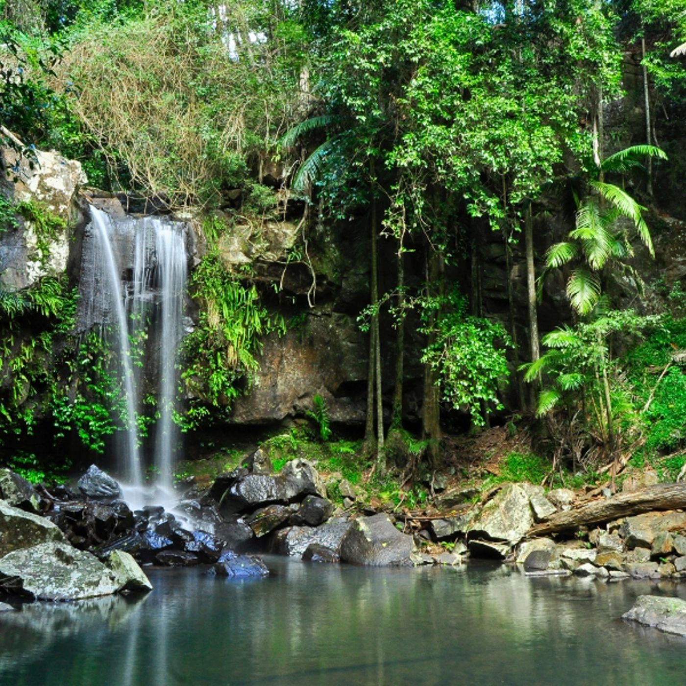 Southern Cross Tours Kangaroos, Koalas & Tamborine Mountain Views