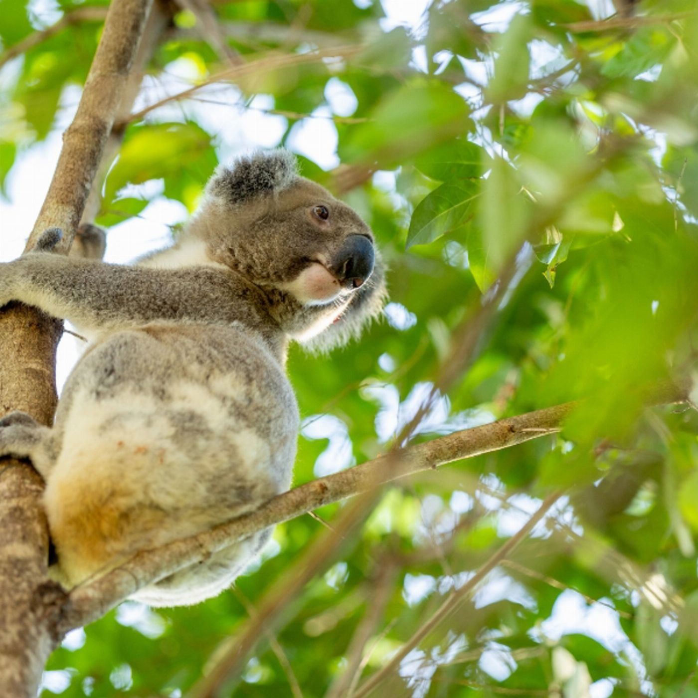 Southern Cross Tours Kangaroos, Koalas & Tamborine Mountain Views