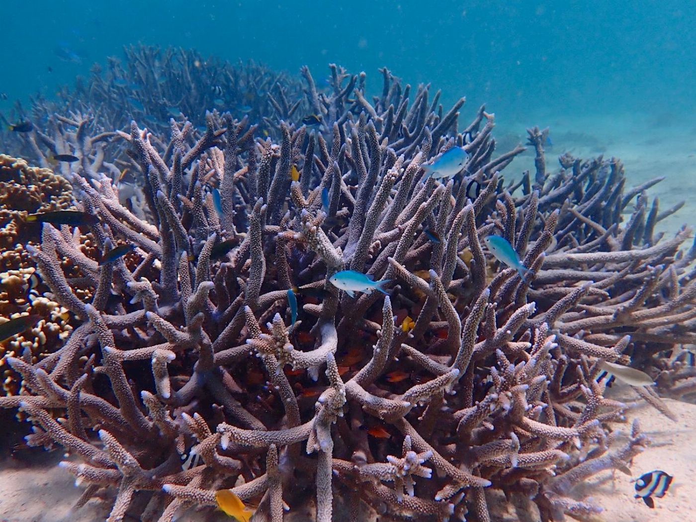 Exmouth Adventure Co Ningaloo Reef Snorkel Adventure