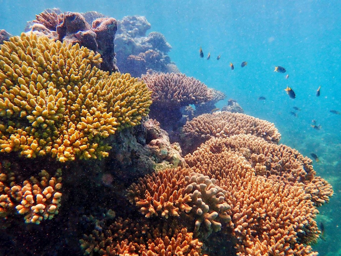 Exmouth Adventure Co Ningaloo Reef Snorkel Adventure