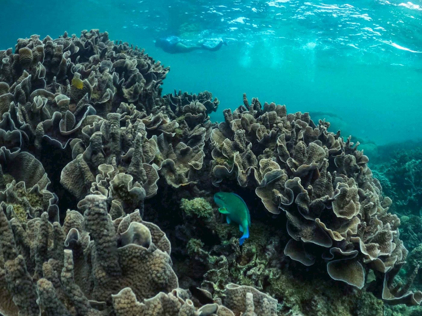 Exmouth Adventure Co Coral By Kayak