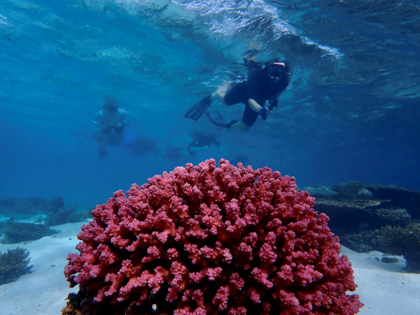 Exmouth Adventure Co Coral By Kayak