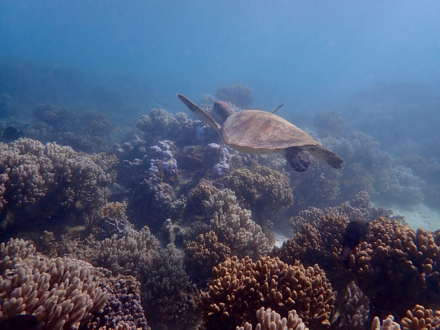 Exmouth Adventure Co Coral By Kayak