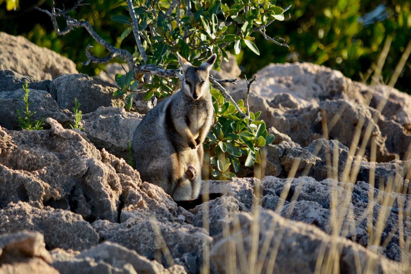 Exmouth Adventure Co Ningaloo in a Day Safari