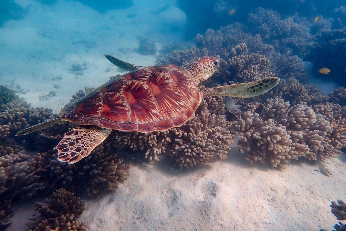 Exmouth Adventure Co Ningaloo in a Day Safari
