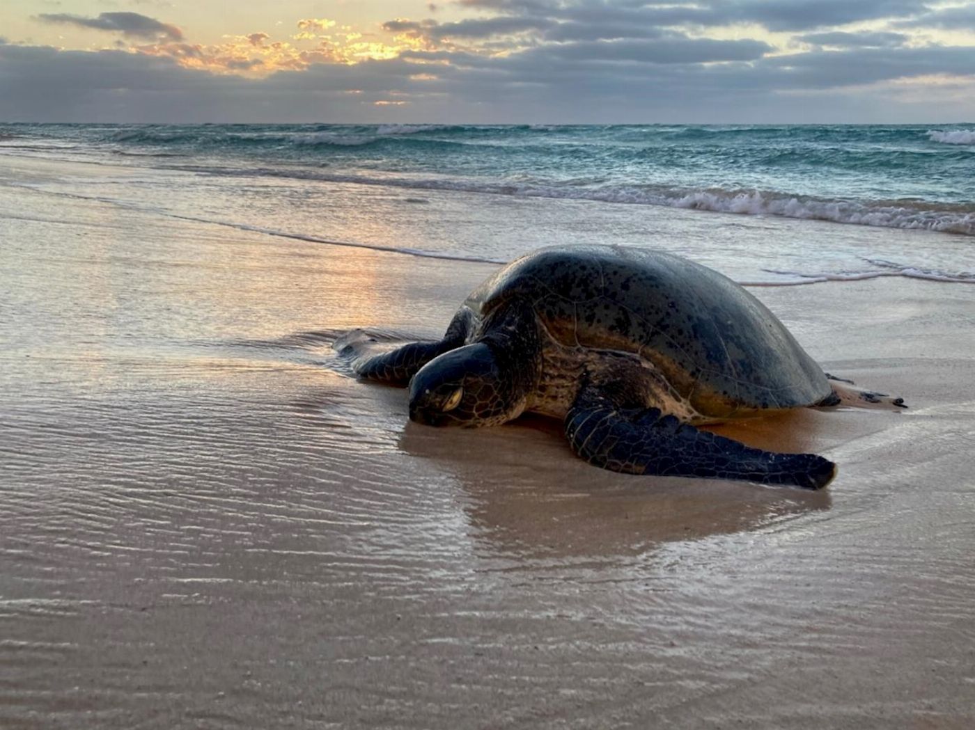 Exmouth Adventure Co Summer Sunset Turtle Watching