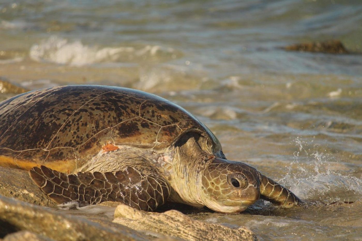 Exmouth Adventure Co Summer Sunset Turtle Watching