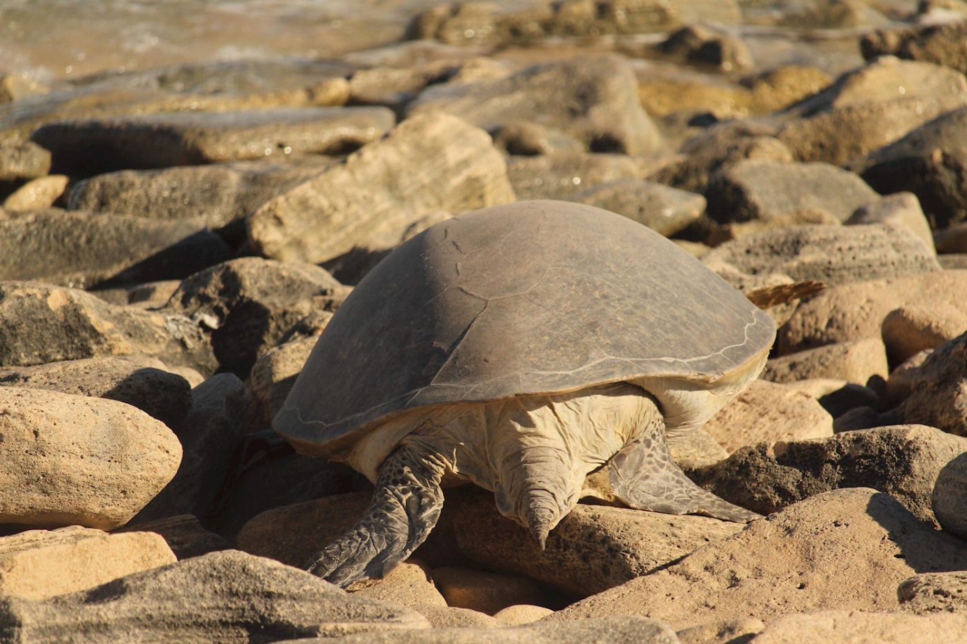 Exmouth Adventure Co Summer Sunset Turtle Watching