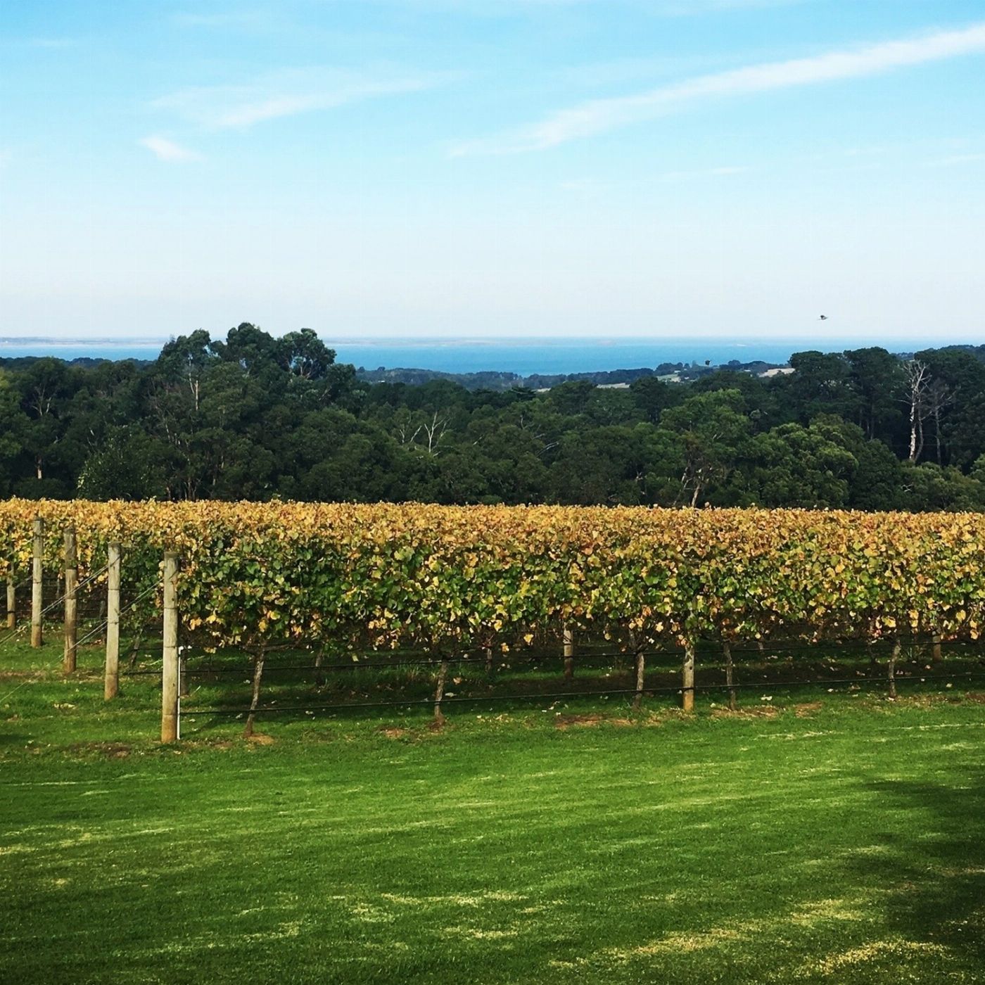 Wine Hop And Coastal Tours Yarra Valley Winery Tour With Lunch