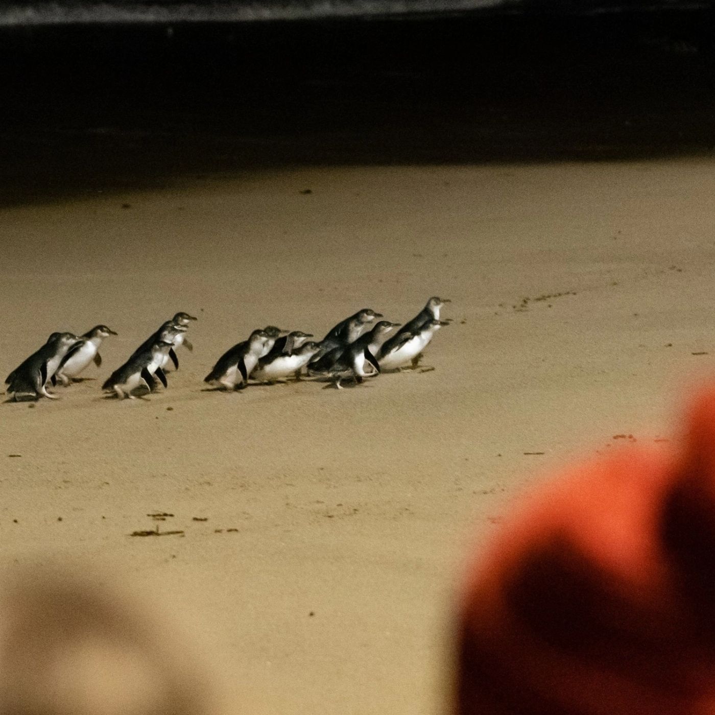 Wine Hop And Coastal Tours Phillip Island Wildlife And Brighton Beach Boxes Bus Tour