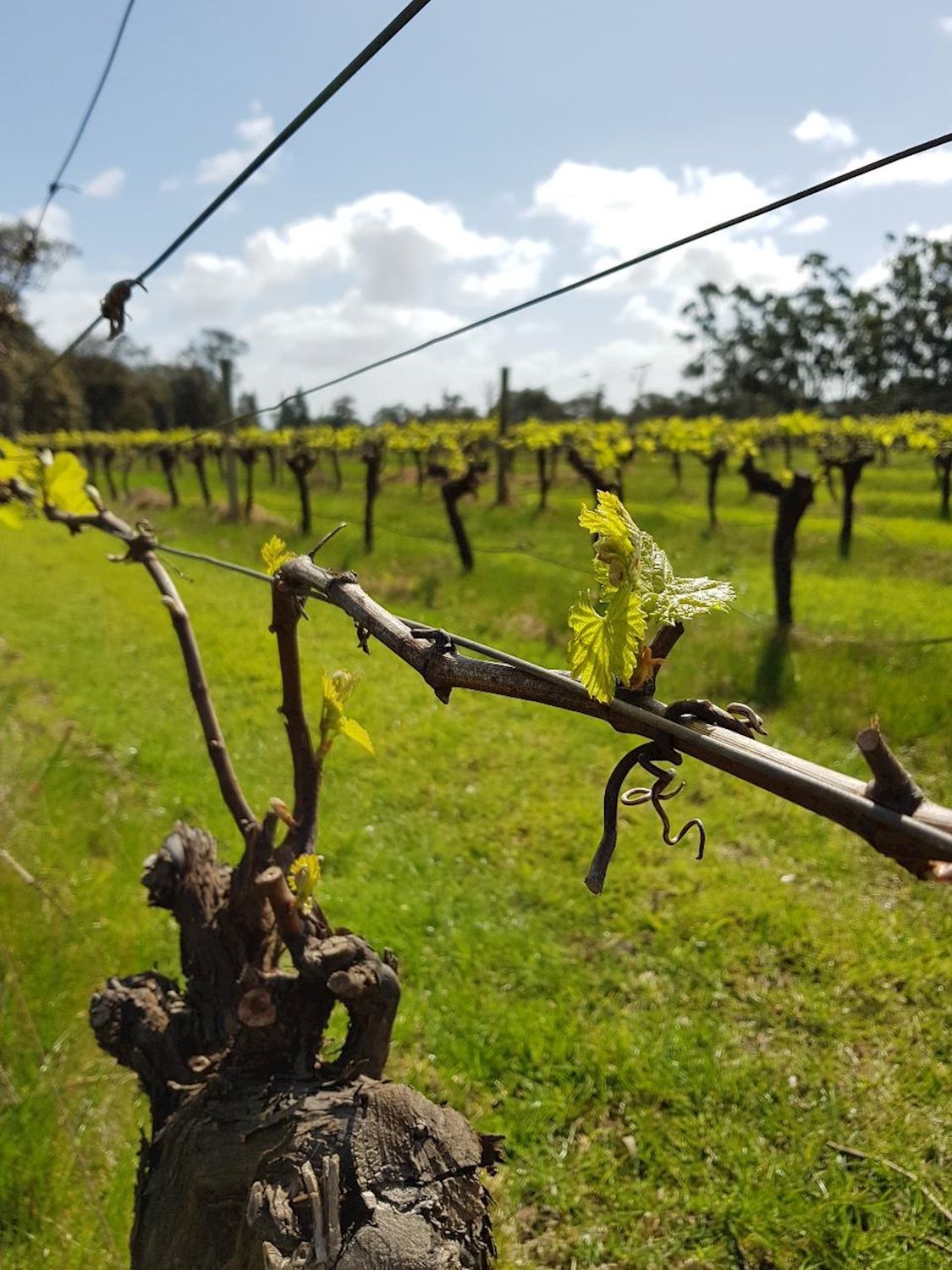 All About Margaret River Secret Delights: Wine, Coffee, Artisan and Forest Tour