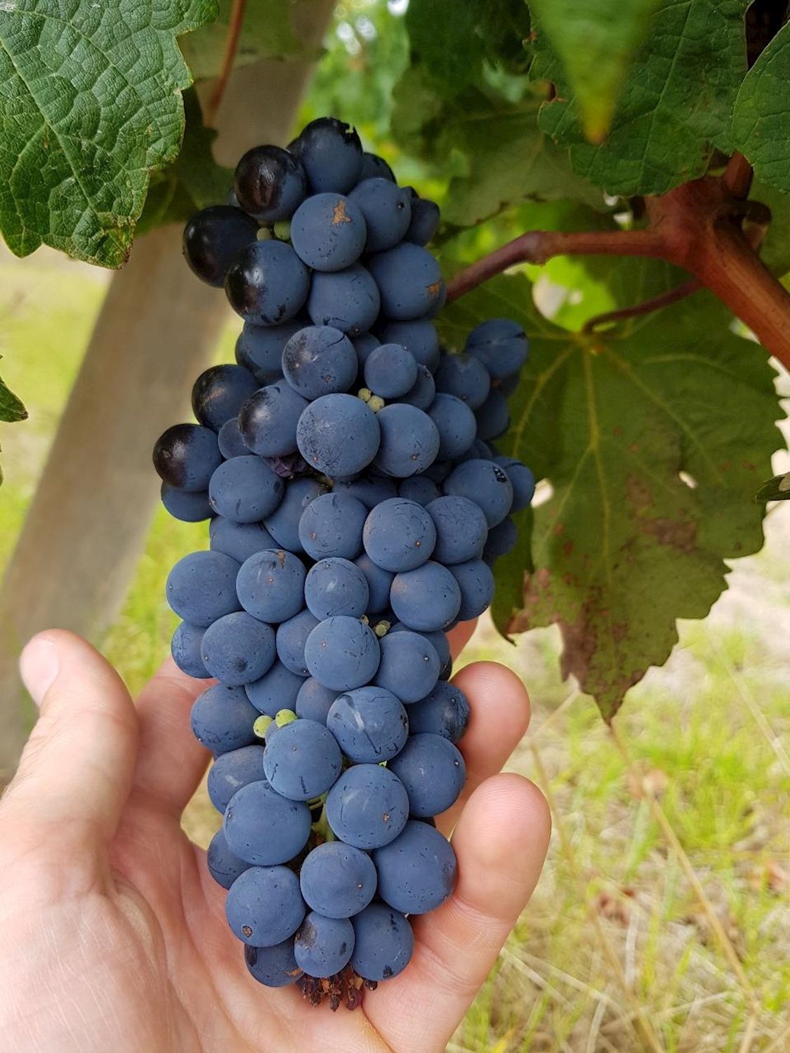 All About Margaret River Secret Delights: Wine, Coffee, Artisan and Forest Tour