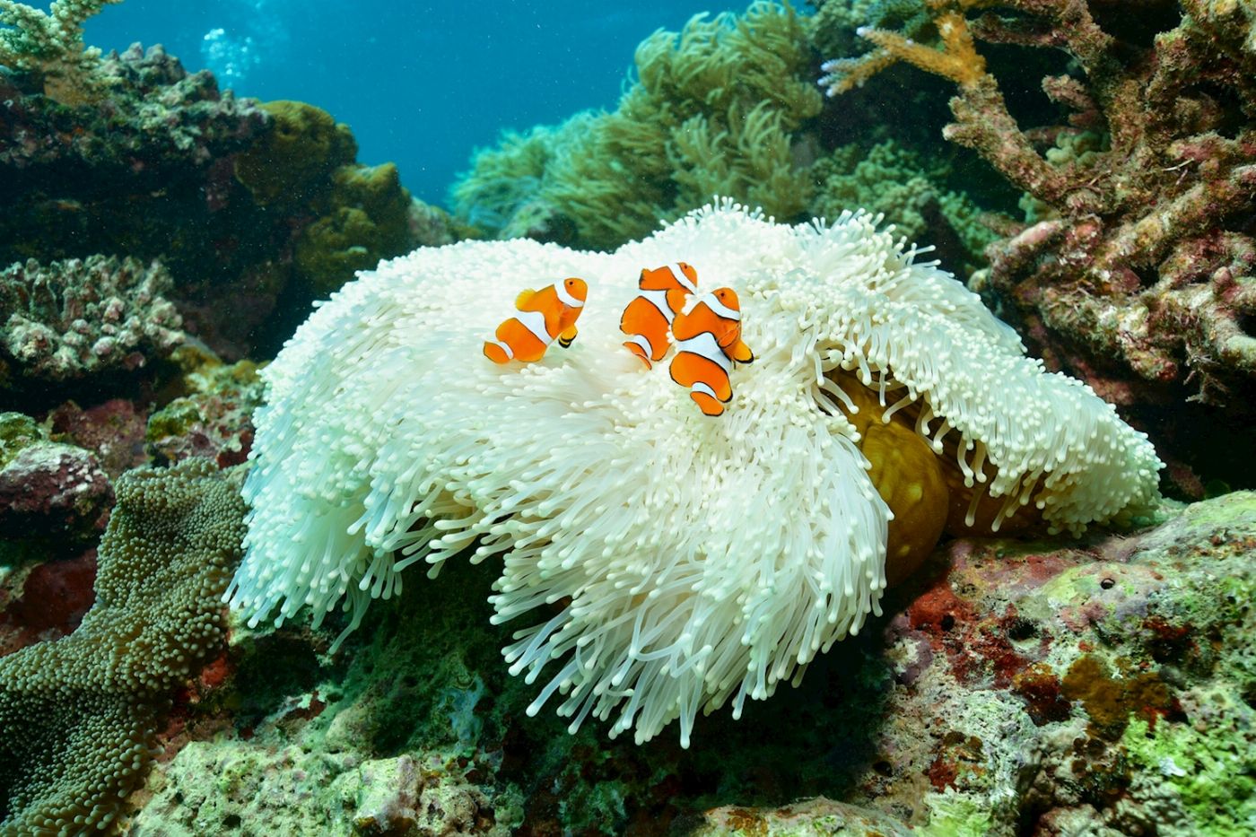 Reef Magic Pontoon + Fitzroy Island Tour / 2 Day Package