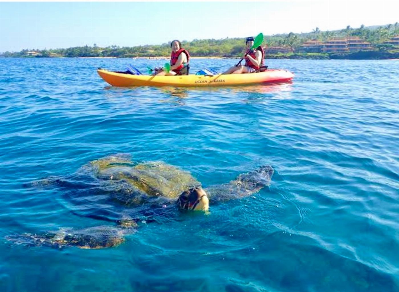 Whitsunday Stand Up Paddle & Kayak Guided Sea Kayak Turtle Tour Half Day