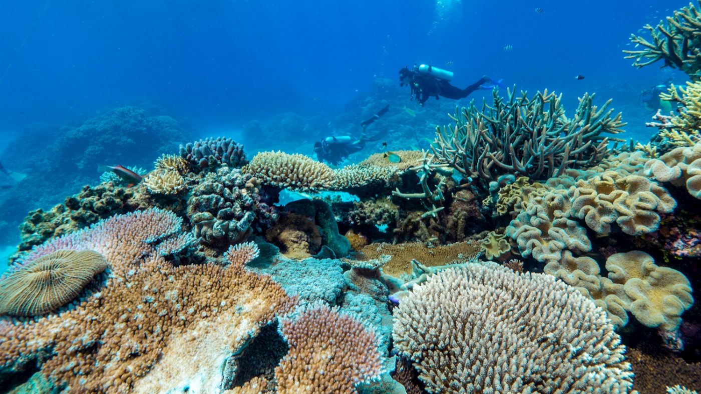 Dreamtime Dive & Snorkel Dreamtime Snorkel + Fitzroy Island Tour / 2 Day package