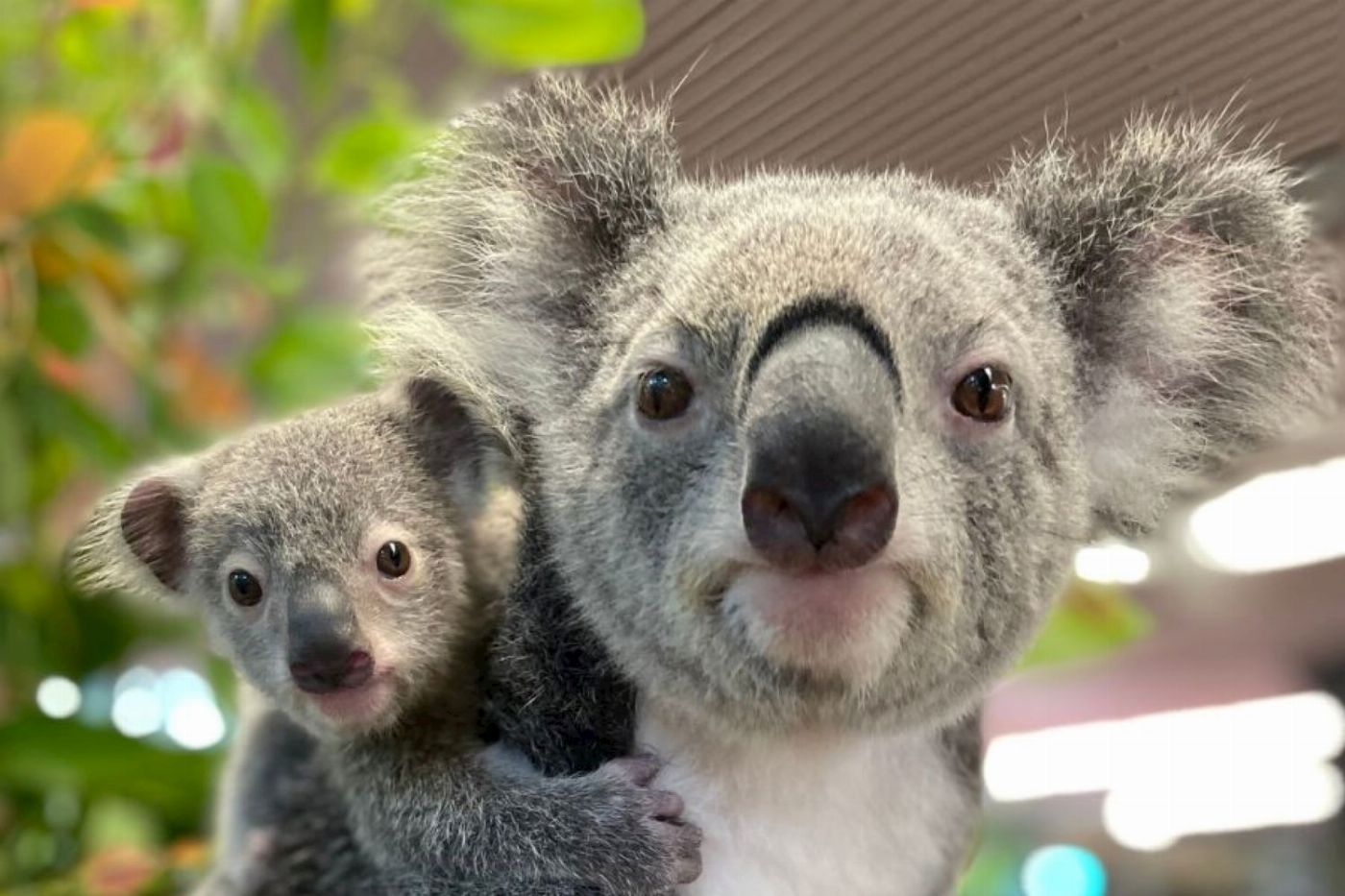 Cairns Koalas & Creatures - Admission