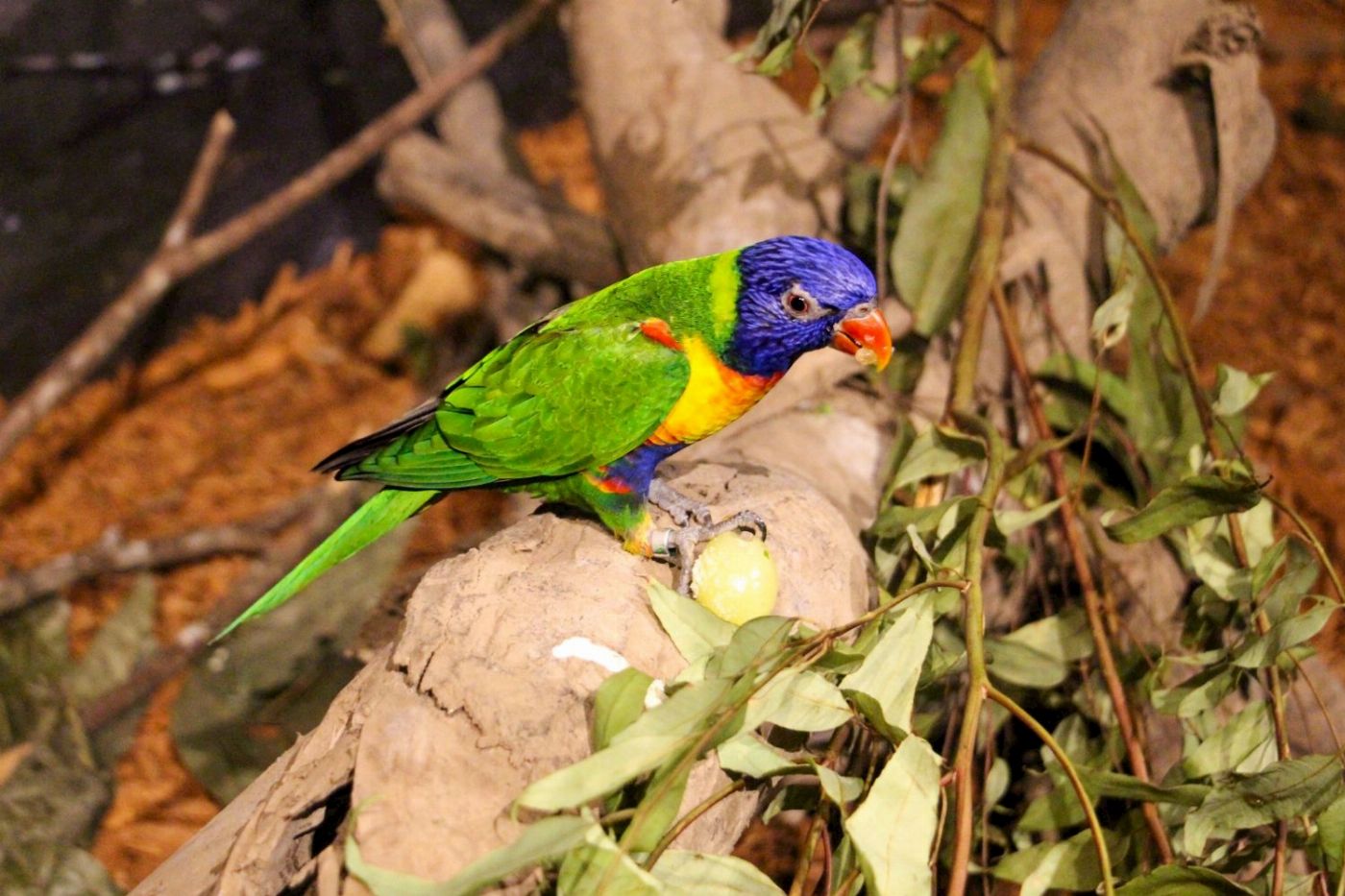 Cairns Koalas & Creatures - Admission