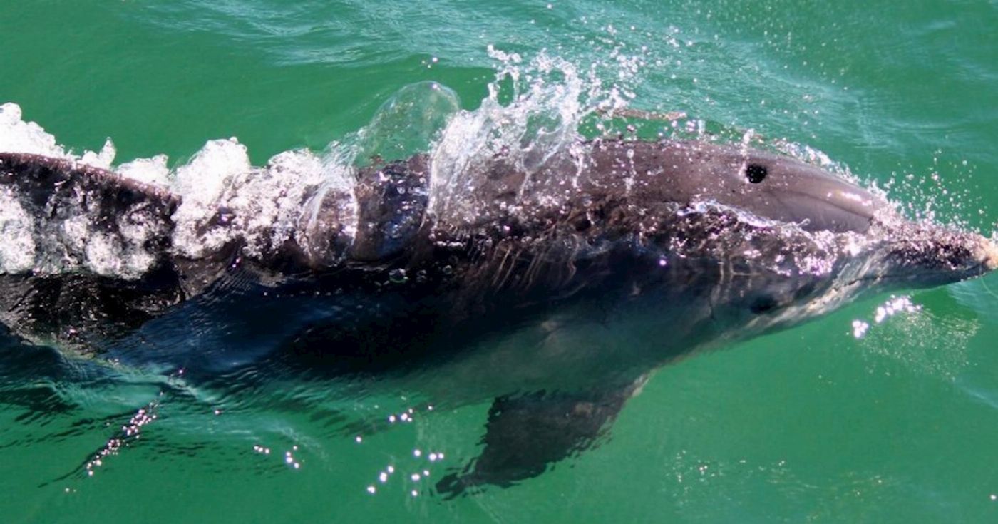 Newy Tour Co Port Stephens, Departing from Newcastle - Dolphins, hike & swim!