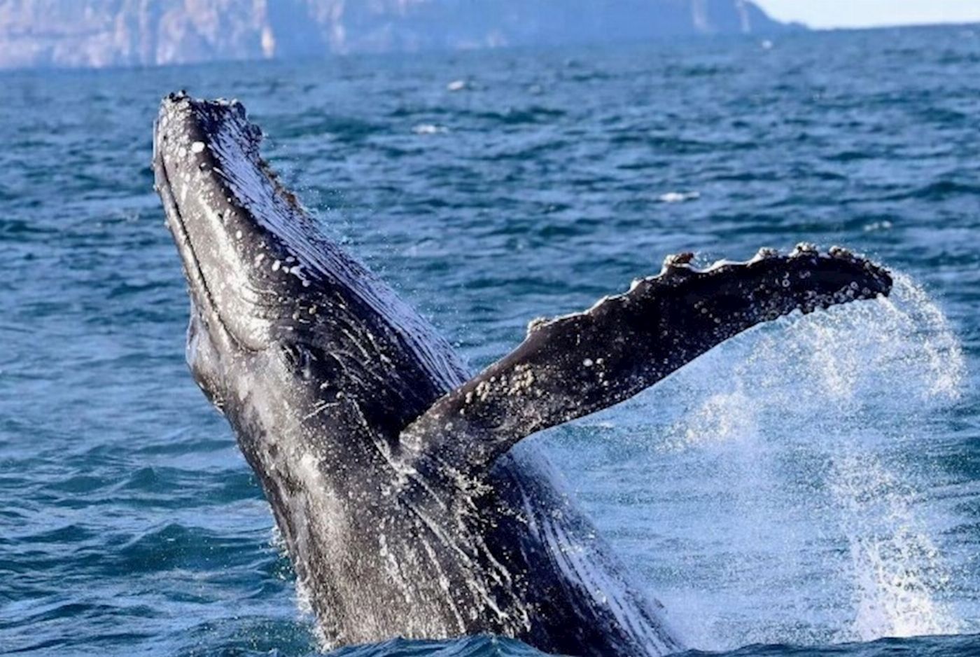 Newy Tour Co Port Stephens, departing Newcastle - Whales, hike & sand dunes!