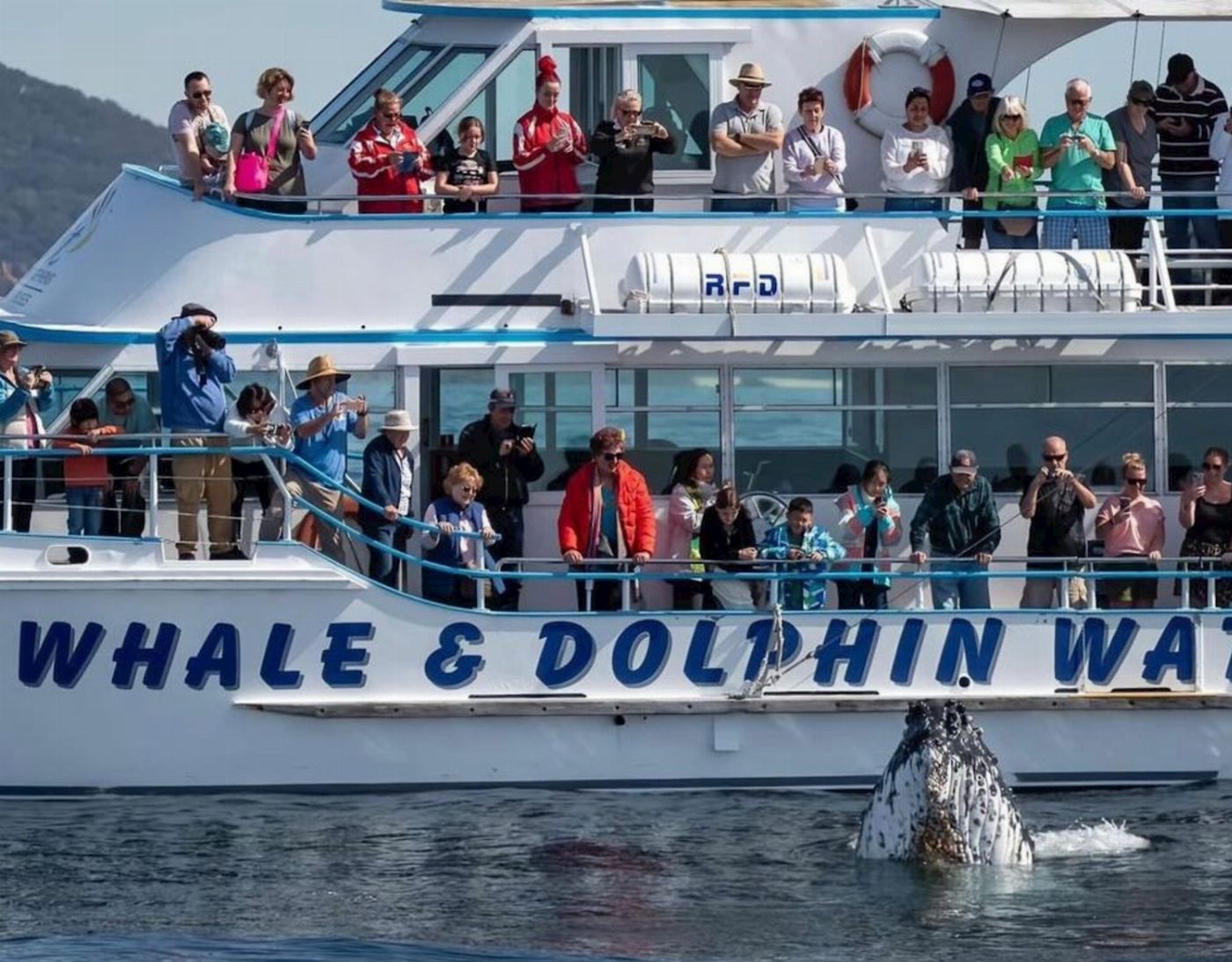 Newy Tour Co Port Stephens, departing Newcastle - Whales, hike & sand dunes!