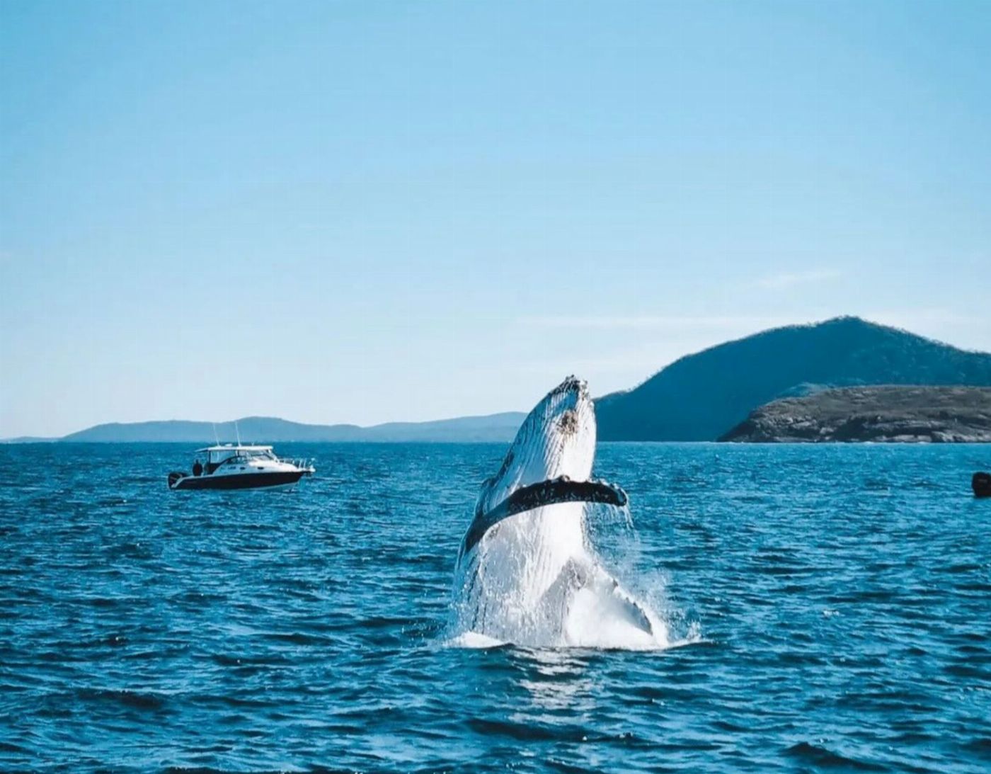 Newy Tour Co Port Stephens, departing Newcastle - Whales, hike & sand dunes!