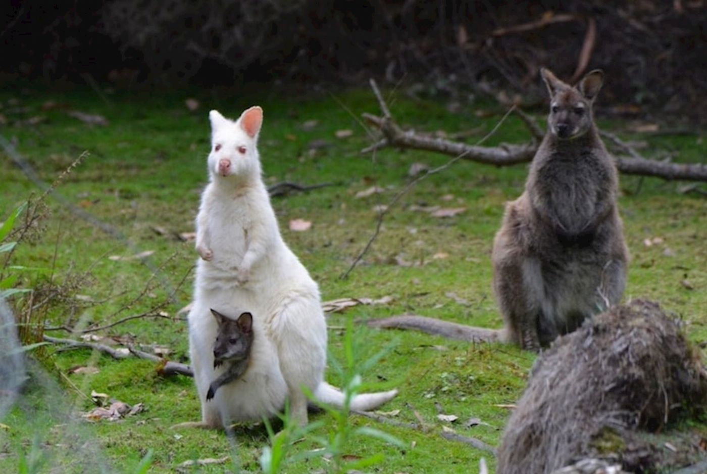 Tassie Tours 2 Day Bruny Island & Port Arthur Tour From Hobart