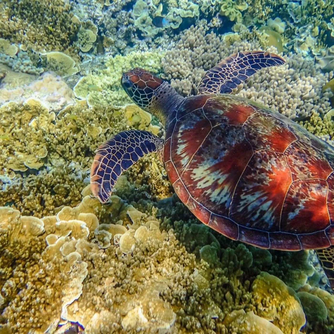 Explore Group Australia 09:00am UVA Island Explorer