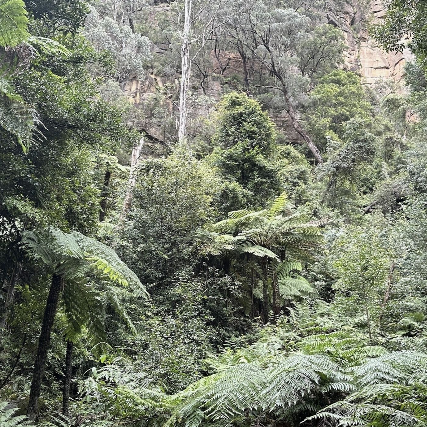 Wine Hop And Coastal Tours Blue Mountains Adventure Tour inc Scenic World, Harbour Ferry Cruise, Waterfalls and Sydney Zoo with FREE up-close Koala Digital Photo