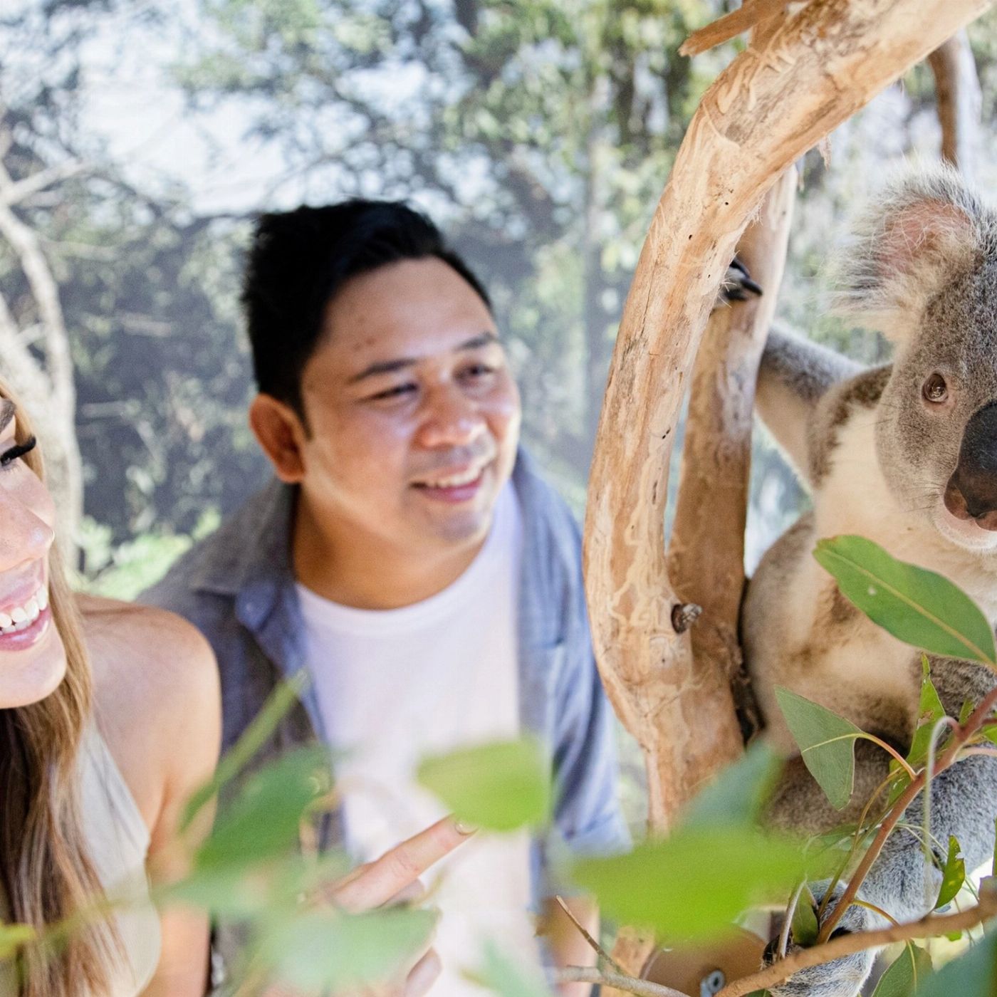 Wine Hop And Coastal Tours Ultimate Blue Mountains Tour, inc Scenic World, Lunch, Waterfalls, Harbour Cruise & Sydney Zoo plus a FREE up-close Koala Digital Photo
