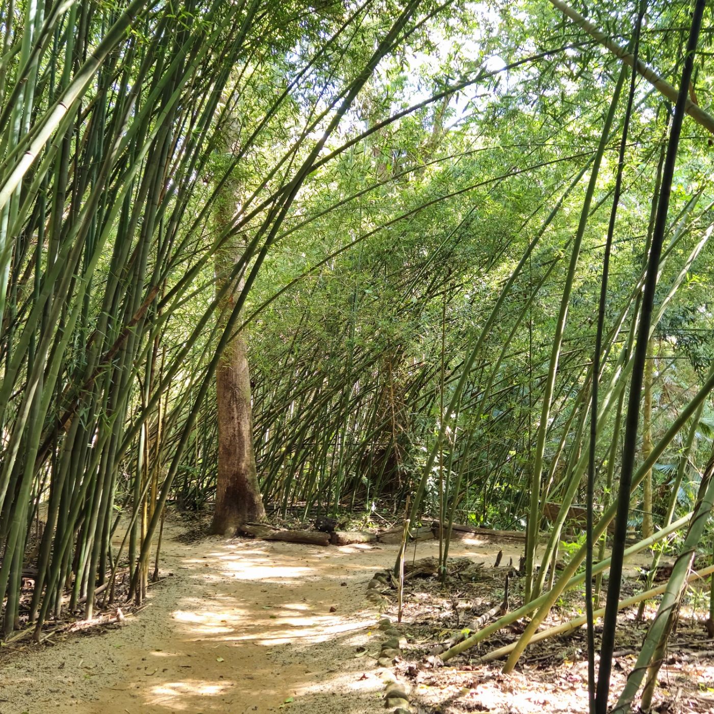 Northern Experience Eco Tours Premium Tablelands, Waterfalls & Paronella Park Rainforest Day Tour - From Cairns