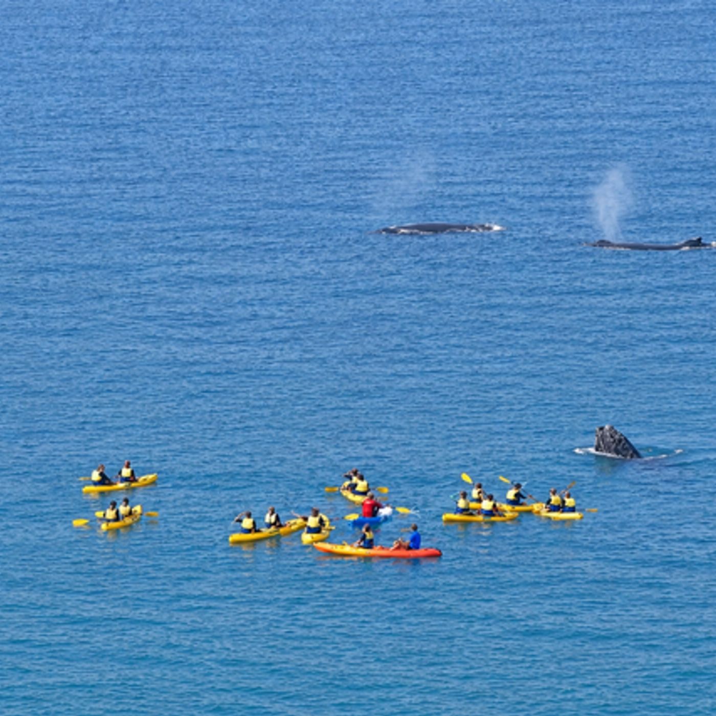 Epic Ocean Adventures Noosa: Epic Whale Watching On Ocean Kayaks & Beach 4X4 Tour