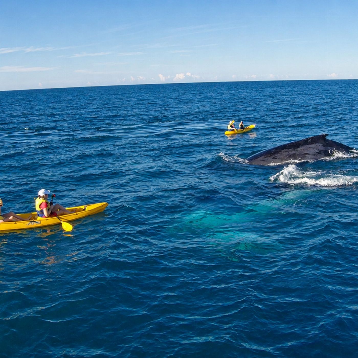 Epic Ocean Adventures Noosa: Epic Whale Watching On Ocean Kayaks & Beach 4X4 Tour