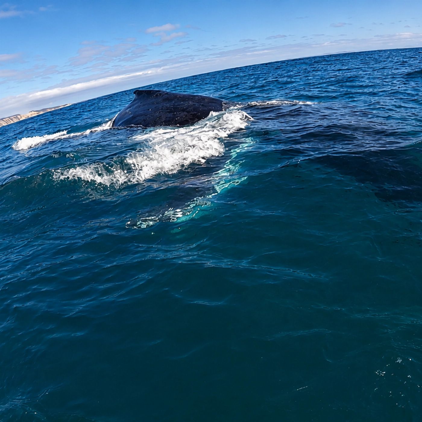 Epic Ocean Adventures Noosa: Epic Whale Watching On Ocean Kayaks & Beach 4X4 Tour