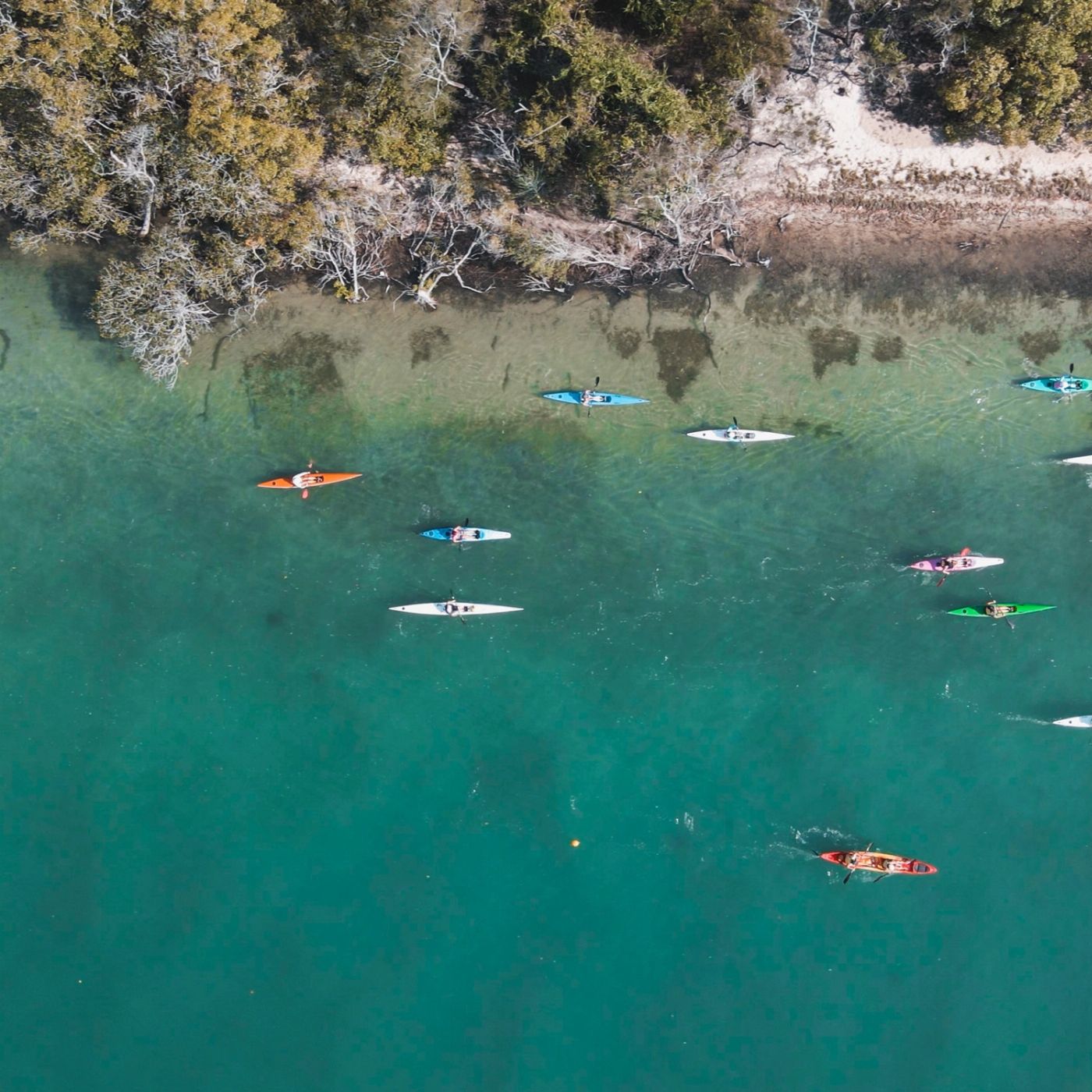 Go Ride A Wave Noosa Mangroves Kayak Tour