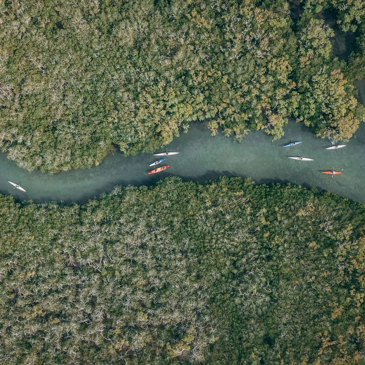 Go Ride A Wave Noosa Mangroves Kayak Tour