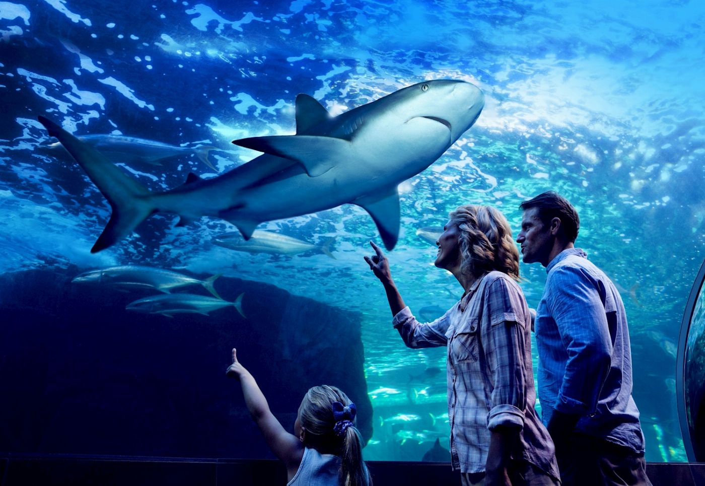 Cairns Aquarium Night at the Aquarium Tour