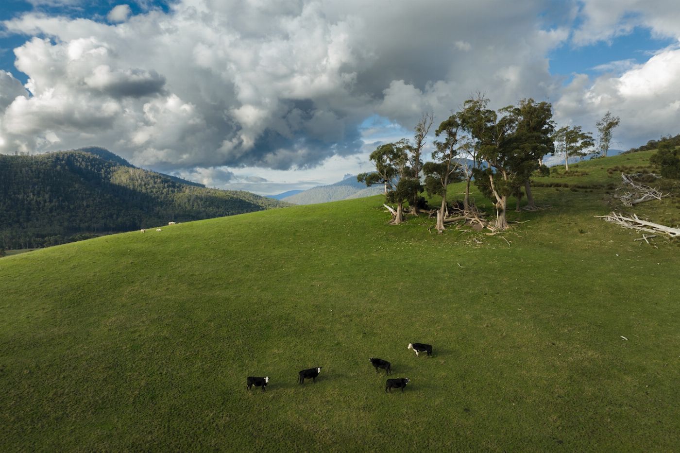 Tassie Tours Hastings cave, Tahune Airwalk and the Huon tasting trail