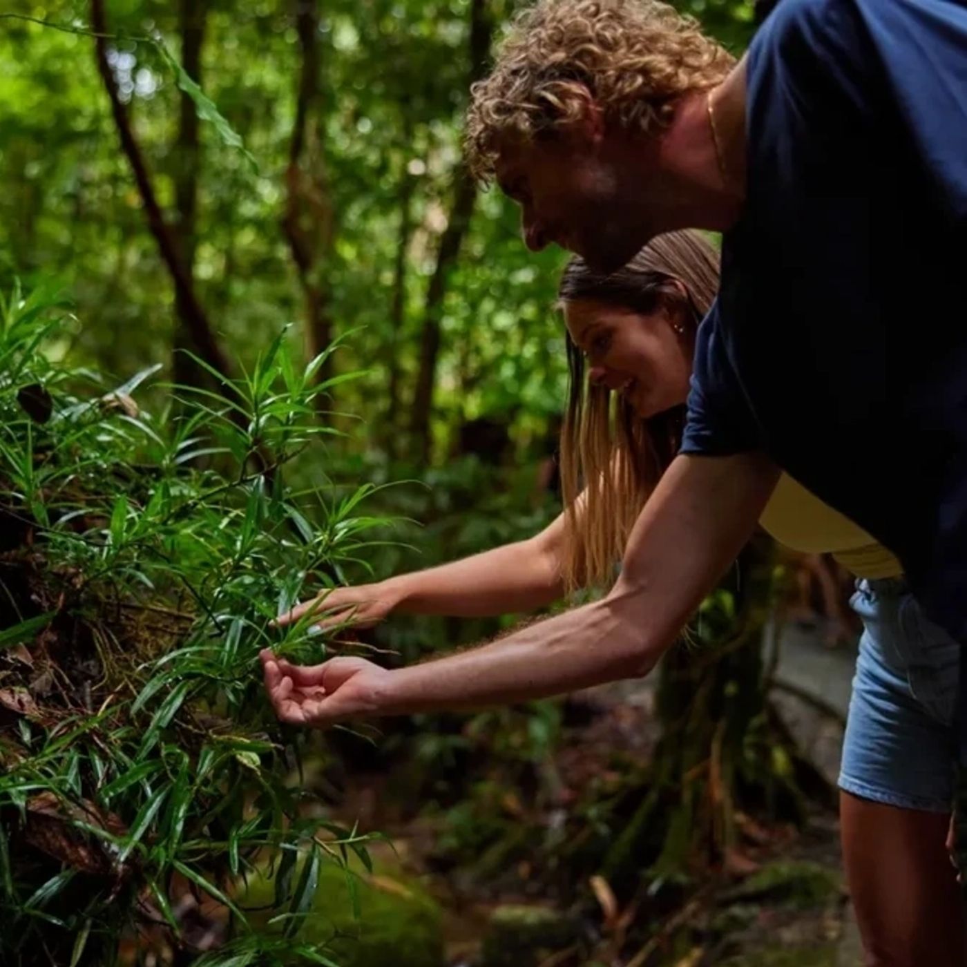 Barefoot Tours Explorer Tour - Waterfall and Rainforest Tour
