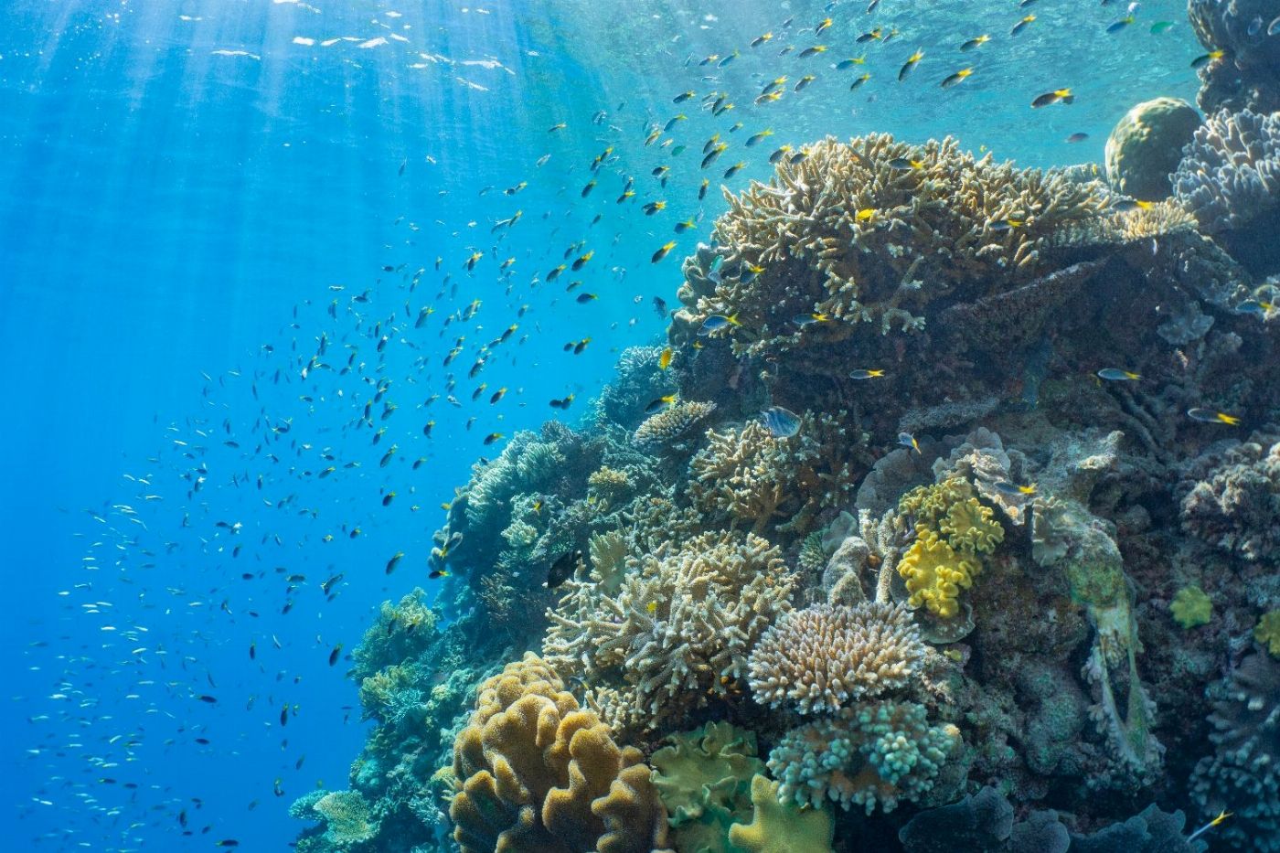 Sunlover Reef Cruises Moore Reef + Certified Dive COMBO
