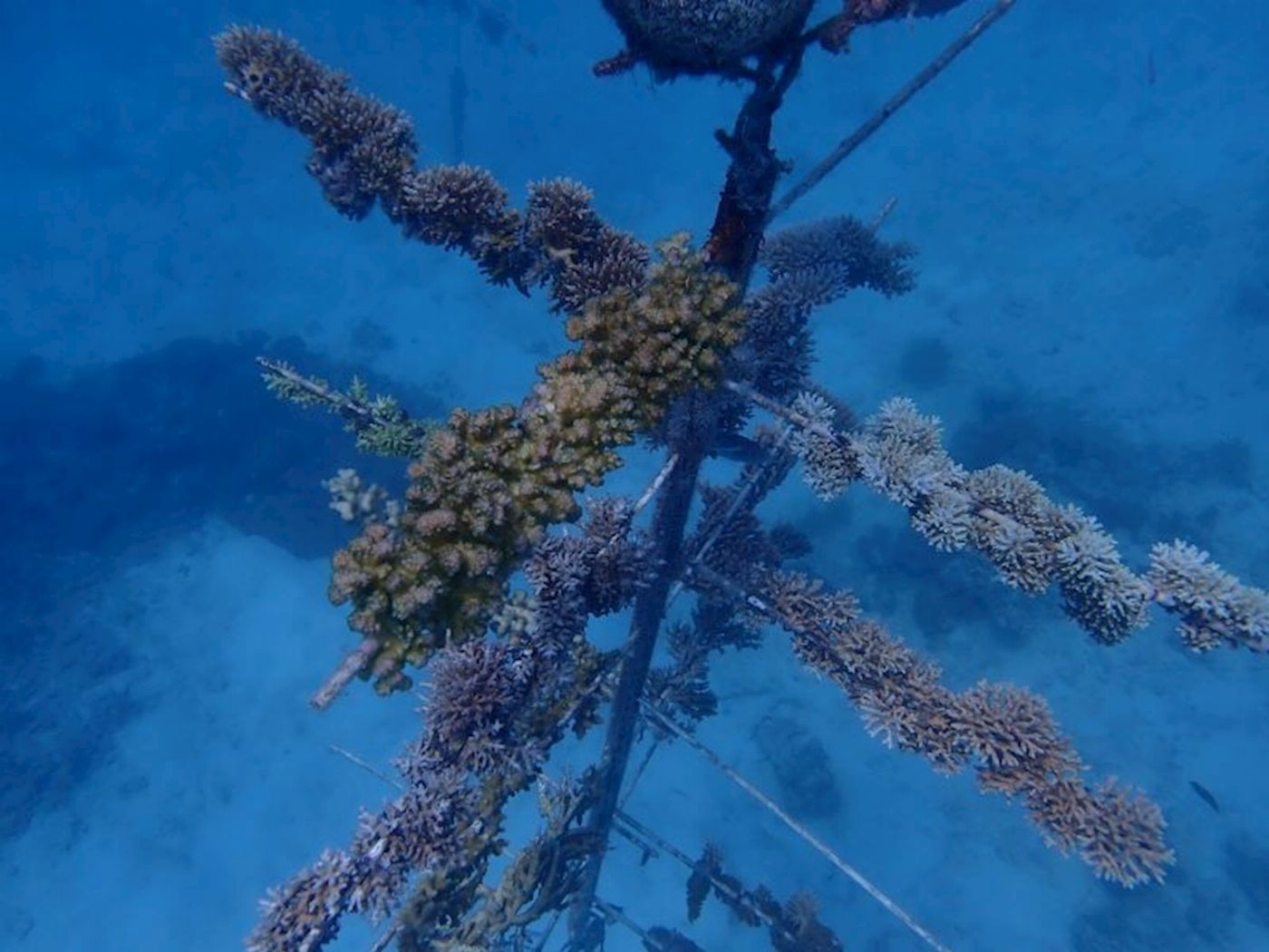 Sunlover Reef Cruises Moore Reef + Certified Dive COMBO