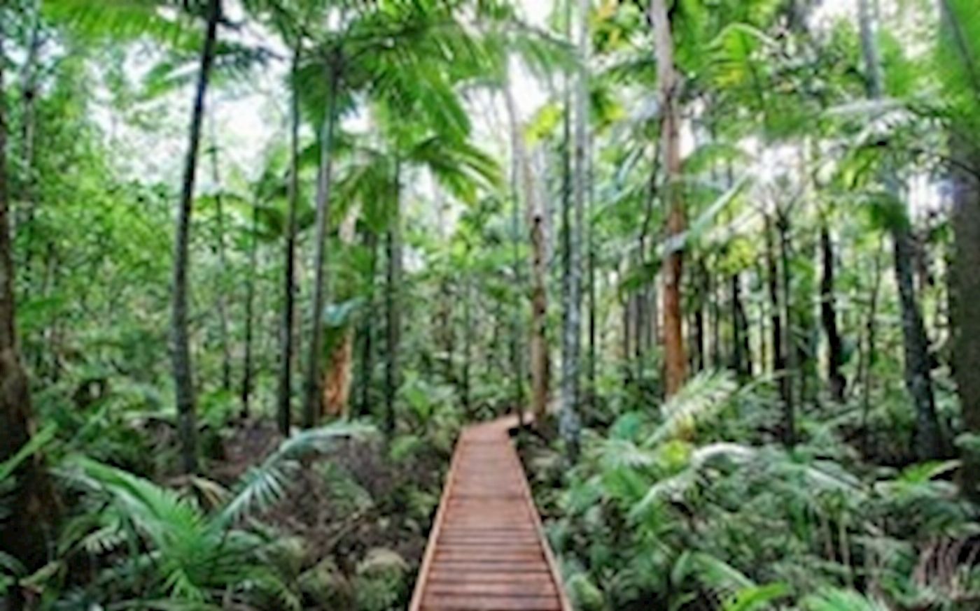 Cairns Waterfalls Explorer - Waterfall and Rainforest Tour