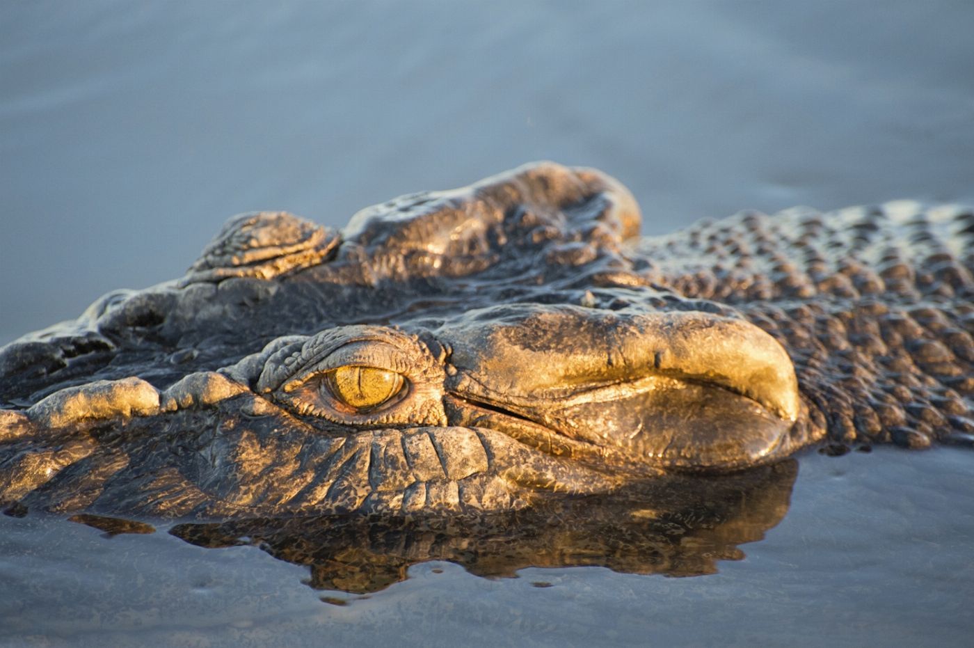 Wildlife Tours Australia Kakadu Wildlife Rock Art Tour + Wetlands