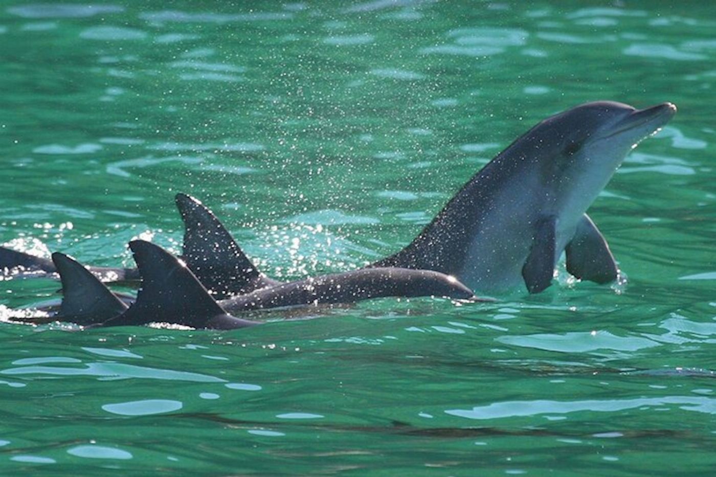 Newy Tour Co Newcastle: Animal lovers day tour