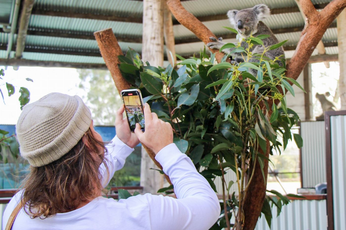 Newy Tour Co Newcastle: Animal lovers day tour
