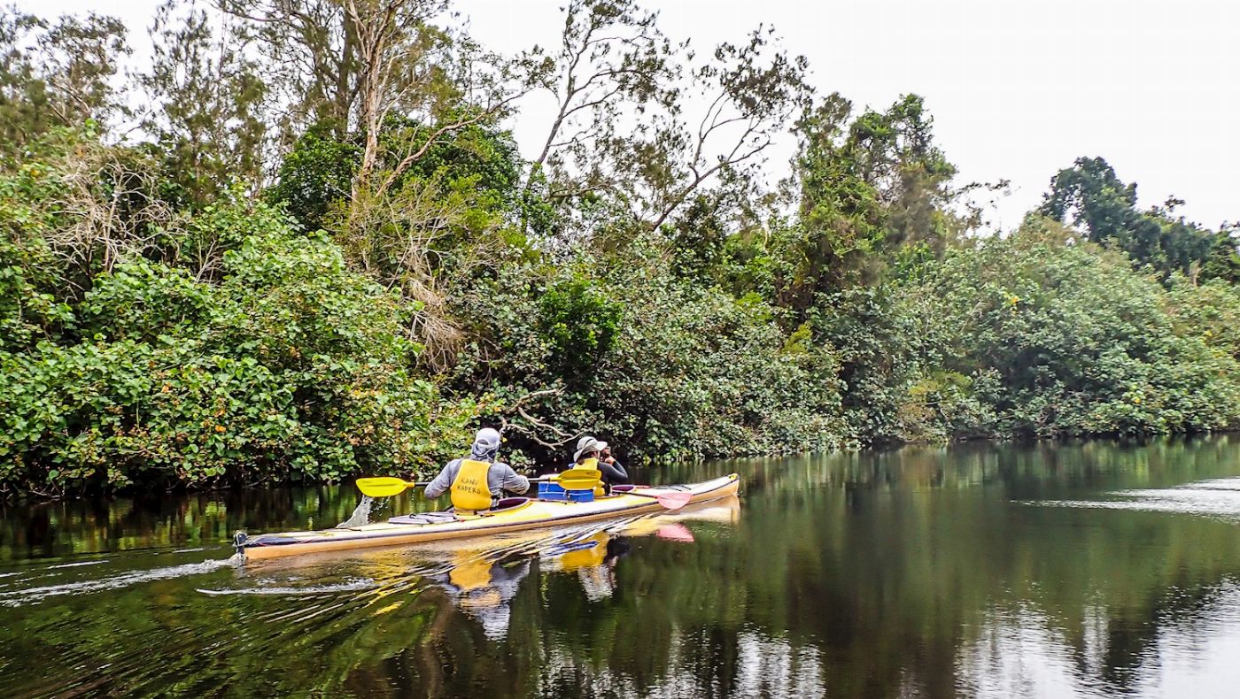 Kanu Kapers Noosa Everglades Half Day Guided Tour